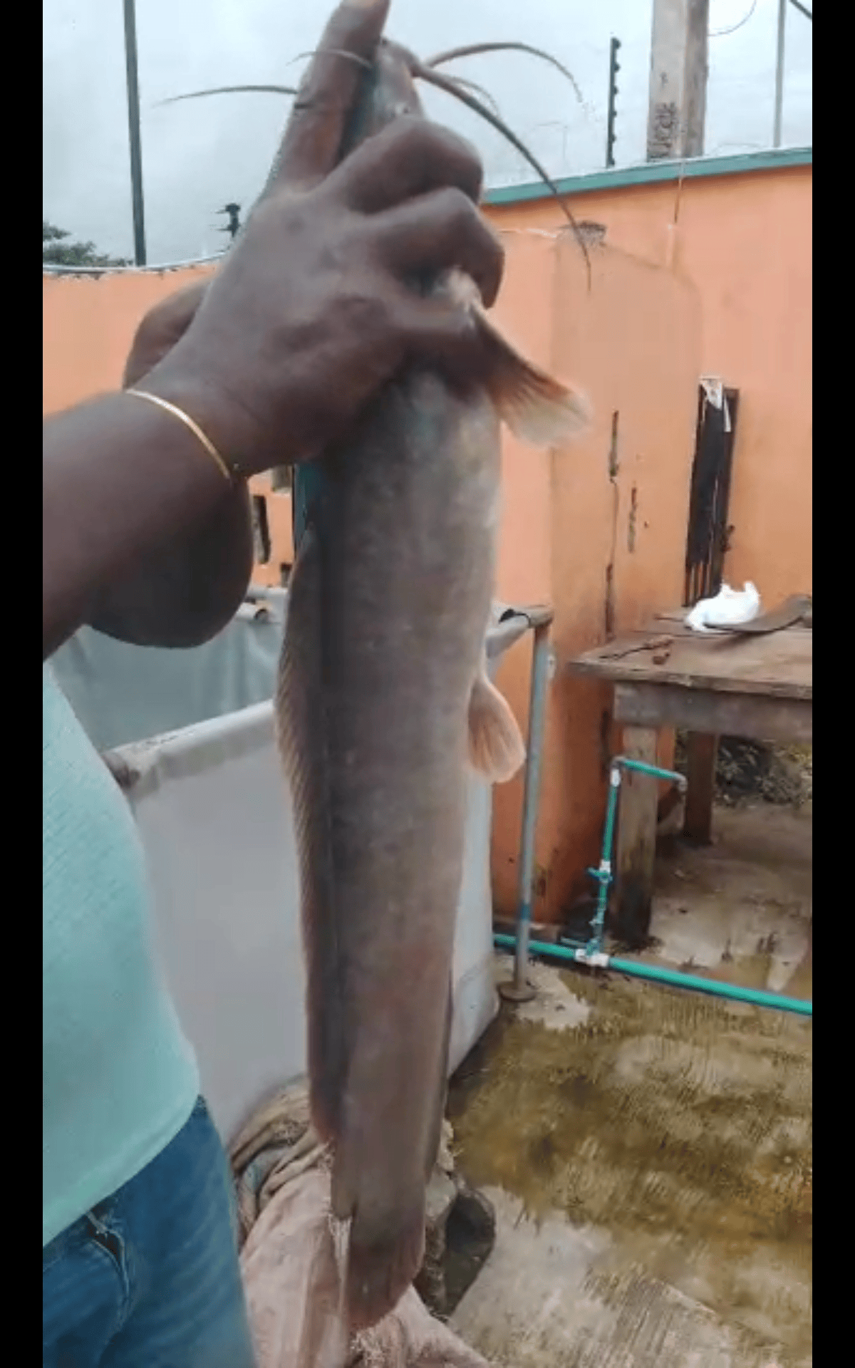Fresh catfish selected for the Kunbis grill
